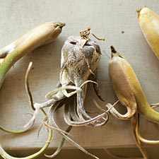 Tillandsia air plants from Home Sprout